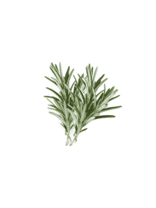 Dried Rosemary